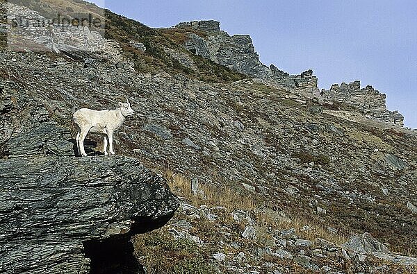 Ein junger Dall-Schafwidder (Ovis dalli) steht auf einem Felsvorsprung (Alaska-Schneeschaf)  A young Dall Sheep ram standing on a rock shelter