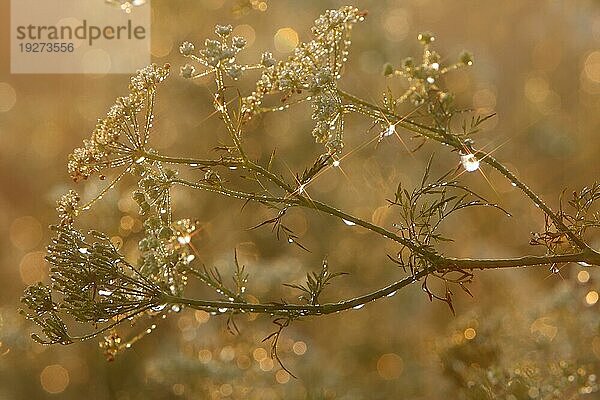 Wiesen-Bärenklau (Heracleum sphondylium) im Gegenlicht mit Tautropfen  Strohauser Plate  Landkreis Wesermarsch  Niedersachsen  Deutschland  Europa