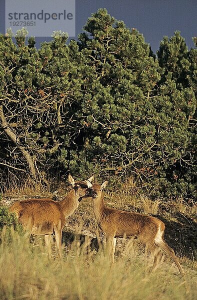 Rottier umsorgt ihr Kalb im letzten Sonnenlicht (Rotwild) (Edelhirsch)  Red Deer hind caring her calf in last sunlight (Cervus elaphus)