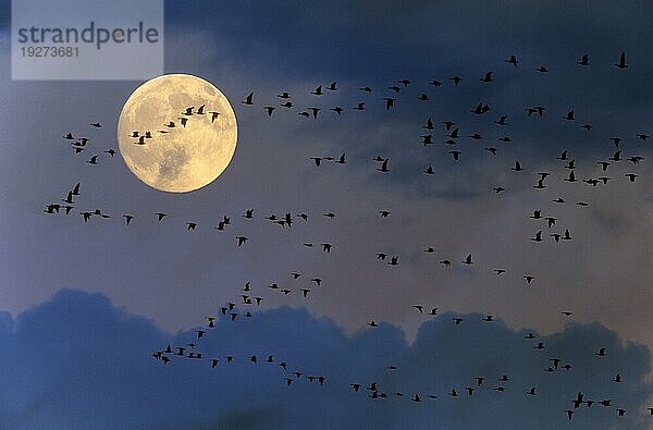 Weißwangengänse auf dem Zug gen Süden vor dem Vollmond (M) (Nonnengaense)  Barnacle Goose migrating to the south in front of the fullmoon (M)  Branta leucopsis (M)