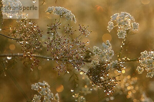 Wiesen-Bärenklau (Heracleum sphondylium) im Gegenlicht mit Tautropfen  Strohauser Plate  Landkreis Wesermarsch  Niedersachsen  Deutschland  Europa