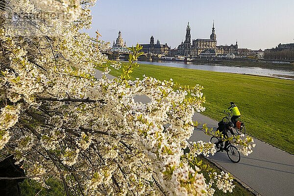 Blühende Bäume am Neustädter Elbufer am Abend