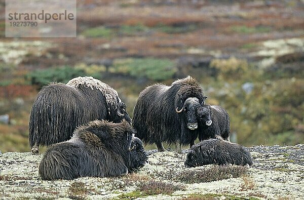 Eine Moschusochsengruppe (Ovibos moschatus) in der herbstlich verfärbten Tundra (Bisamochse) (Schafsochse)  A group of Muskox in the autumnally tundra (Musk Ox) (Musk-Ox)