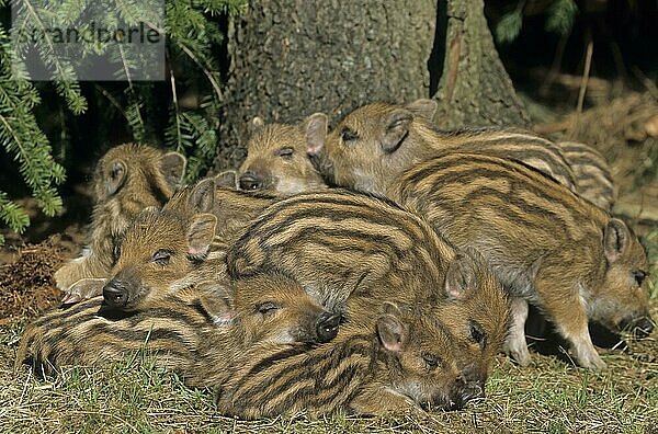 Frischlinge liegen eng zusammen schlafen (Schwarzwild) (Wildschwein)  Wild Boar piglets lying close together sleeping (Wild Hog) (Wild Boar) (Sus scrofa)