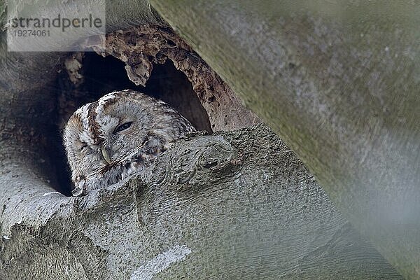 Waldkauz (Strix aluco) nach 5 Monaten lassen sich Jungvögel von Altvögeln nicht mehr unterscheiden (Foto Altvogel vor der Hoehle)  Tawny Owl it nests from February to March (Brown Owl) (Photo adult bird)
