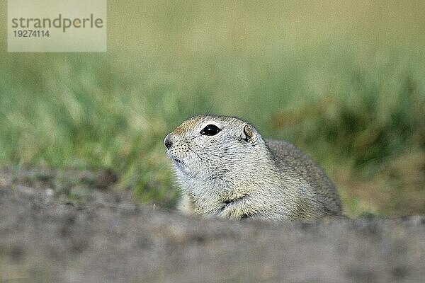 Richardson-Ziesel (Urocitellus richardsonii) ist ein in Nordamerika vorkommendes Erdhörnchen  daß die nördlichen Bundesstaaten der USA und einige südliche Bundesstaaten Kanadas bewohnt (Foto Alttier am Baueingang)  Richardsons Ground Squirrel is a North American ground squirrel species and is found in some states of the northern USA and some states of southern Canada (Flickertail) (Photo adult at the entrance of the burrow)