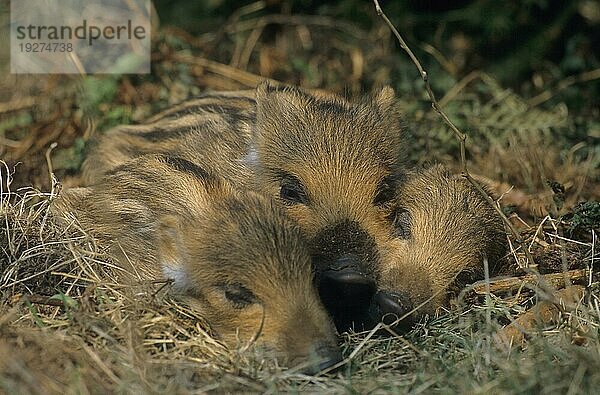 Frischlinge liegen eng zusammen schlafen (Schwarzwild) (Wildschwein)  Wild Boar piglets lying close together sleeping (Feral Pig) (Wild Boar) (Sus scrofa)