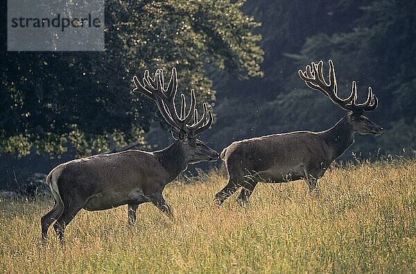 Rothirsche (Cervus elaphus) mit Bastgeweih im Gegenlicht  Red Deer stags with velvet-covered antler in backlight