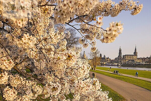 Blühende Bäume am Neustädter Elbufer am Abend