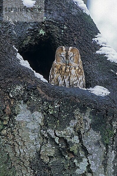 Waldkauz (Strix aluco) im Winter ruht vor dem Höhleneingang  Tawny Owl in winter resting in front of his hole (Brown Owl)