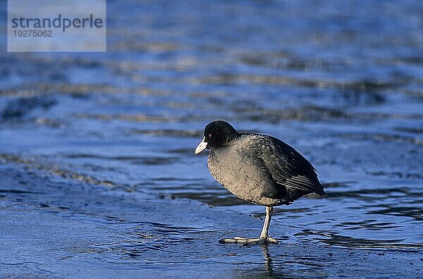 Blässhuhn (Fulica atra) ruht auf dem Eis der gefrorenen Ostsee (Blessralle) (Blaessralle)  Coot rest on the frozen surface of the Baltic Sea (Coot) (Black Coot)