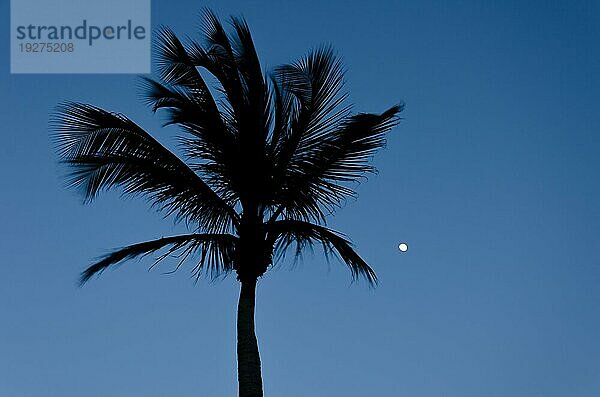 Dämmerung mit Vollmond und Palmensilhouette in Aruba  Karibik