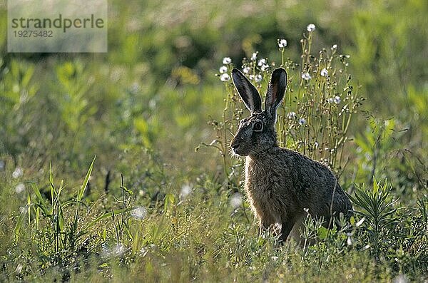 Feldhase (Lepus europaeus) sitzt im Gegenlicht auf einer Waldwiese  European Hare sitting in backlight on a wood meadow (Brown Hare)