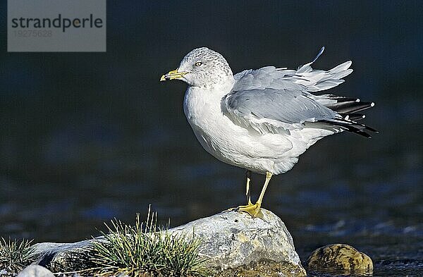 Ringschnabelmöwe (Larus delawarensis)  Altvogel im Winterkleid rastet auf einem Stein  Ring-billed Gull adult bird in winter plumage rests on a rock