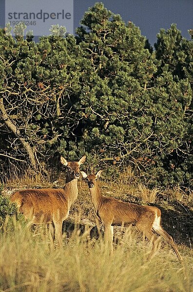 Rottier umsorgt ihr Kalb im letzten Sonnenlicht (Rotwild) (Edelhirsch)  Red Deer hind caring her calf in last sunlight (Cervus elaphus)