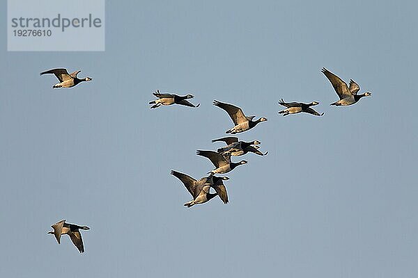 Weißwangengänse (Branta leucopsis) im Herbst auf dem Zug gen Süden (Nonnengaense)  Barnacle Geese migration in fall to the south