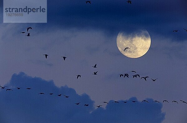 Weißwangengänse auf dem Zug gen Süden vor dem Vollmond (M) (Nonnengaense)  Barnacle Goose migrating to the south in front of the fullmoon (M)  Branta leucopsis (M)