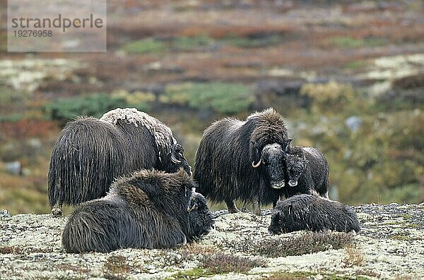 Eine Moschusochsengruppe (Ovibos moschatus) in der herbstlich verfärbten Tundra (Bisamochse) (Schafsochse)  A group of Muskox in the autumnally tundra (Musk Ox) (Musk-Ox)