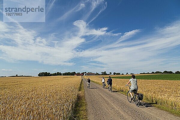 Ven  Schweden  August 06  2015: Gruppe von Radfahrern in der Landschaft auf der schwedischen Insel Ven  Europa