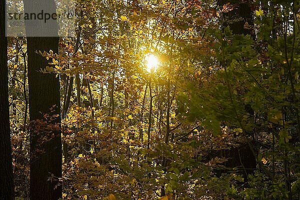 Schlosspark Reichstädt in schöner Herbstfärbung