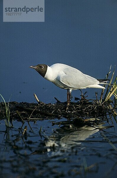 Lachmöwe (Larus ridibundus) im Brutkleid ruft und droht Artgenossen in einer Brutkolonie  Black-headed Gull in breeding plumage call and threat conspecifics in a breeding colony