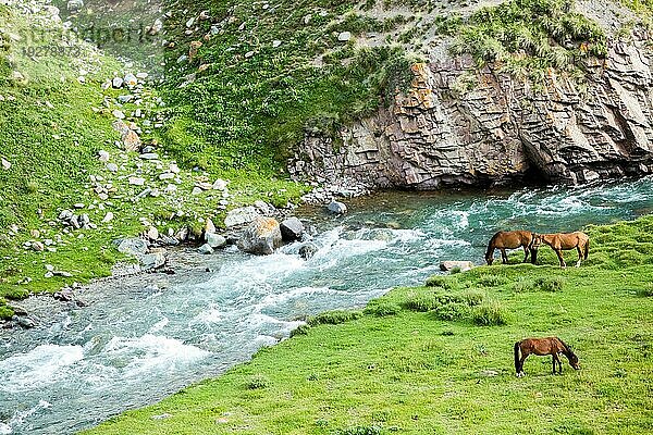 Drei grasende Pferde in der Nähe des Flusses und der Felsen