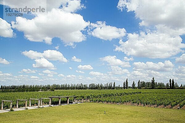 Schöner grüner Weinberg in der Region Mendoza in Argentinien