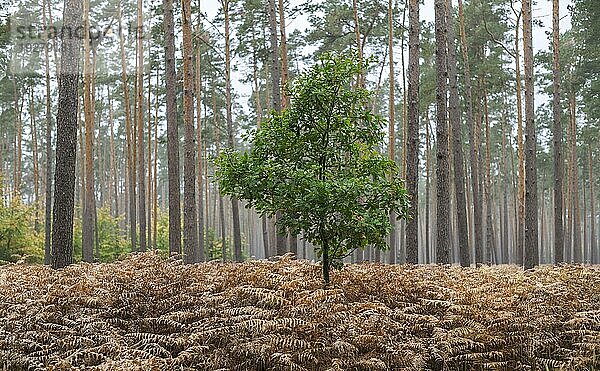 Der Darßwald ist ein Waldgebiet westlich der Halbinsel Darß Er ist Teil des Nationalparkes Vorpommersche Boddenlandschaft. In ihm soll keine menschliche Nutzung erfolgen  da eine natürliche Nutzung der Flächen angestrebt wird. Baumarten sind Kiefer  Stieleiche  Rotbuche und Erle