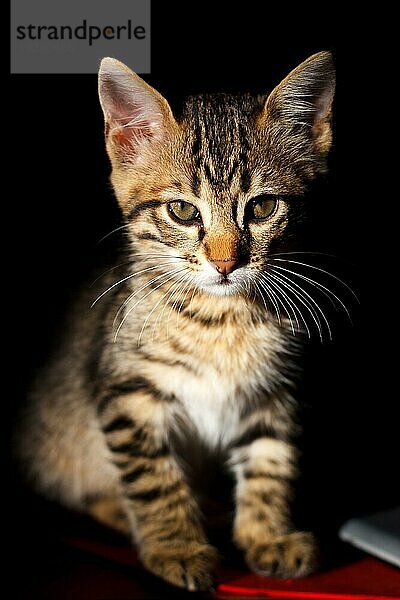 Porträt eines kleinen Kätzchens auf schwarzem Hintergrund. Natürliches Licht