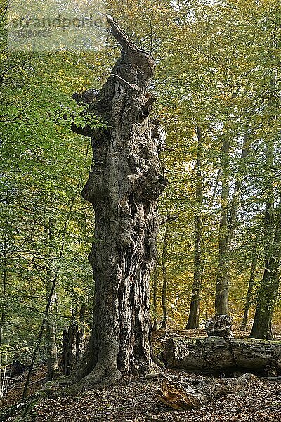 Der Darßwald ist ein Waldgebiet westlich der Halbinsel Darß Er ist Teil des Nationalparkes Vorpommersche Boddenlandschaft. In ihm soll keine menschliche Nutzung erfolgen  da eine natürliche Nutzung der Flächen angestrebt wird. Baumarten sind Kiefer  Stieleiche  Rotbuche und Erle