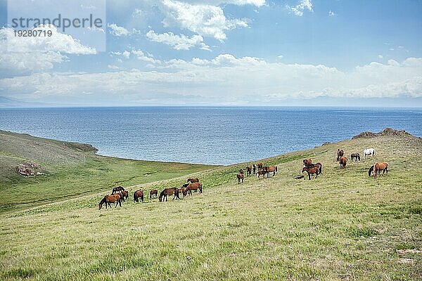 Große Pferdeherde am See Song Kul  Tien Shan  Kirgisistan