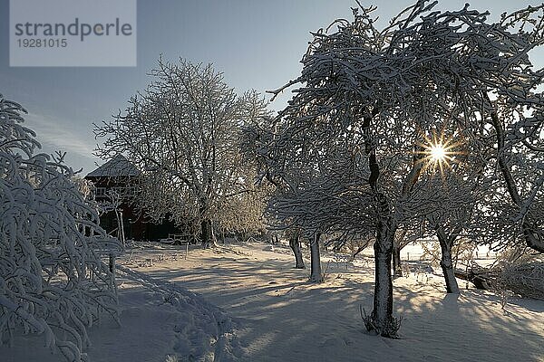 Bäume mit Raureif im Gegenlicht  Winter an der Weser  Strohauser Plate  Landkreis Wesermarsch  Niedersachsen  Deutschland  Europa