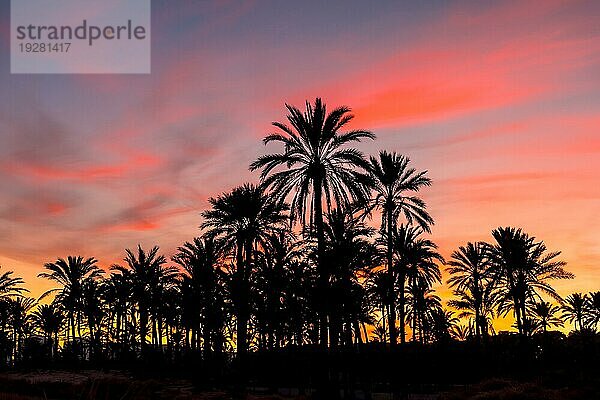 Silhouette von Palmen  die sich in einem orangefarbenen Sonnenuntergang an einem Strand am Meer in der Stadt Torrevieja  Cala Ferris  spiegeln. Costa Blanca  Alicante. Spanien