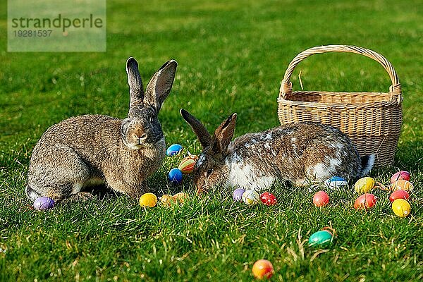 Fröhlicher Osterhase mit Eiern