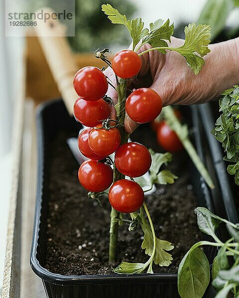 Seitenansicht Frau pflanzt Tomaten Erde