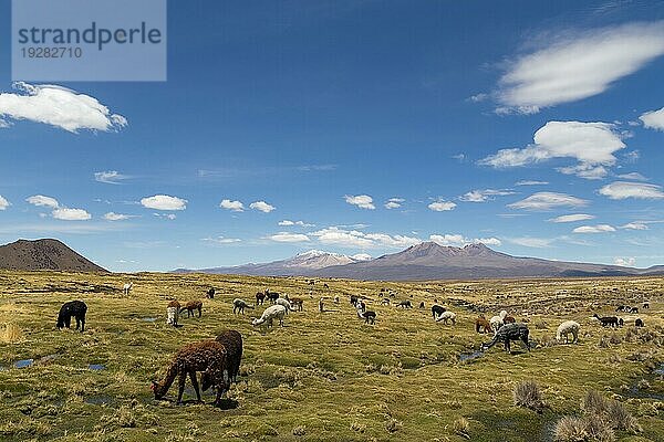 Foto einer Gruppe von Lamas und Alpakas im Sajama Nationalpark  Bolivien  Südamerika