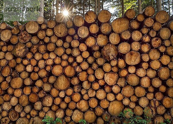Großer Holzstapel mit Sonnenstern im Gegenlicht