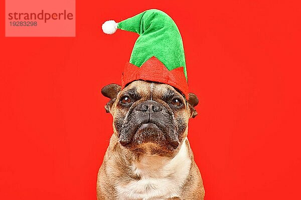 Französische Bulldogge Hund gekleidet mit Weihnachten Elf Kostüm Hut vor rotem Hintergrund