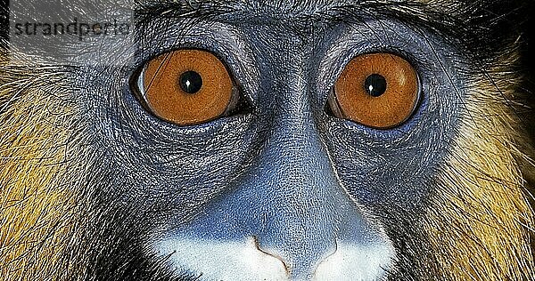 Blaumaulmeerkatze (cercopithecus cephus) oder Schnurrbartaffe  Porträt eines Erwachsenen