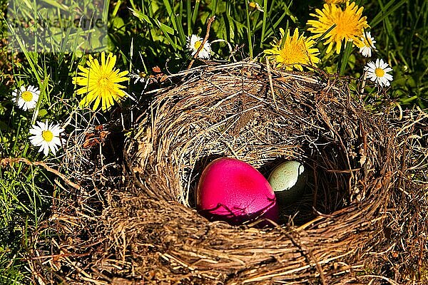 Osternest im Garten  Ostereier in einem Nest in einem Garten