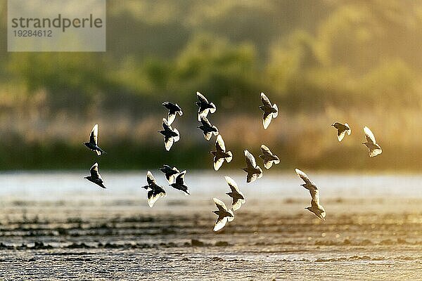 Starenschwarm (Sturnus vulgaris) im Gegenlicht  Starling flock of birds in backlight