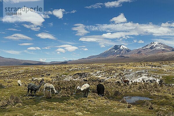 Foto einer Gruppe von Lamas und Alpakas im Sajama Nationalpark  Bolivien  Südamerika