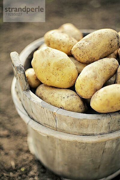 Geerntete Kartoffeln in einem alten Holzeimer. Sehr geringe Tiefenschärfe