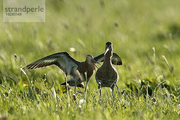 Uferschnepfe (Limosa limosa) bei der Kopula im Gegenlicht  Strohauser Plate  Landkreis Wesermarsch  Niedersachsen  Deutschland  Europa