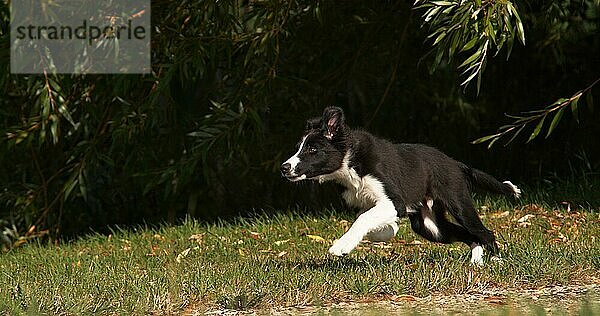 Border Collie Hund  Junger Rüde läuft auf Gras  Normandie