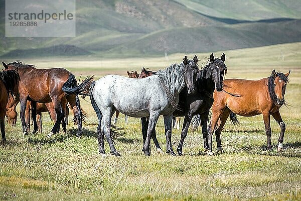 Gruppe von Pferden auf der Weide mit Blick in die Kamera