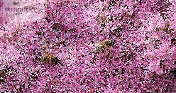 Europäische Honigbiene (apis mellifera)  erwachsen  sammelt Nektar von einer Blüte