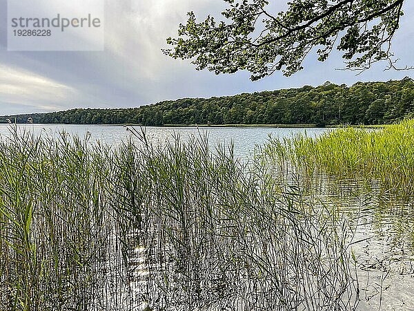 Stechlinsee mit Schilf  Brandenburg  Deutschland  Lake Stechlin with reed  Brandenburg  Deutschland  Europa