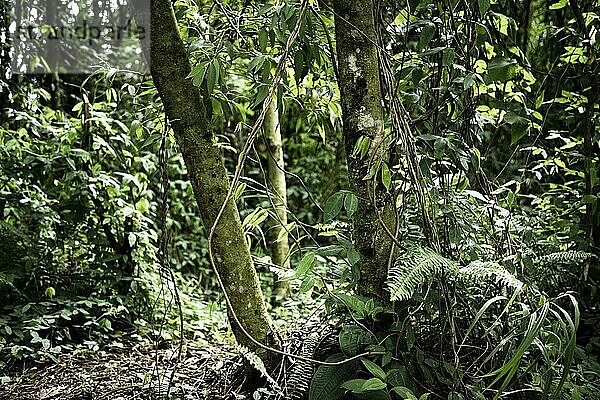 Frontansicht schöner tropischer Wald