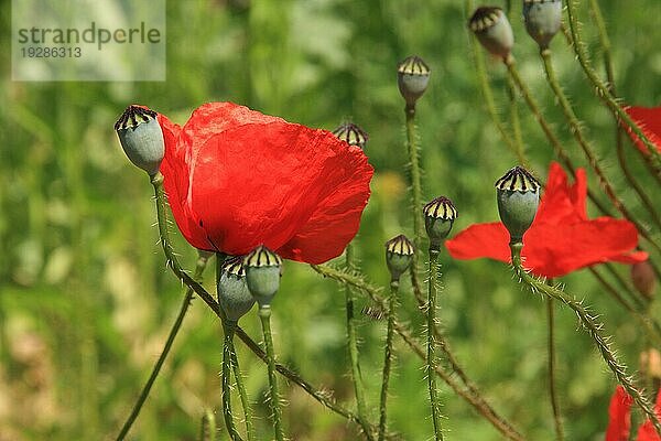 Rote Klatschmohnblüten  aufgenommen mit Tiefenschärfe  Hintergrund Natur